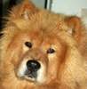 Chow-Chow Foto: Shiwa, 7 Monate (ID 987) Chow-Chow Hund