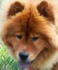 Chow-Chow Hund