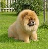 Chow-Chow Hund