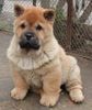 Chow-Chow Hund