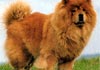 Chow-Chow Foto (ID 27) Chow-Chow Hund