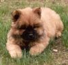 Chow-Chow Foto: 4 Chow-Chows (ID 2769) Chow-Chow Hund