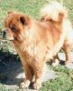 Chow-Chow Foto: 4 Chow-Chows (ID 2770) Chow-Chow Hund