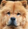 Chow-Chow Foto: 4 Chow-Chows (ID 2771) Chow-Chow Hund