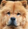 Chow-Chow Hund