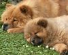 Chow-Chow Foto: Mutter und Tochter (ID 2780) Chow-Chow Hund