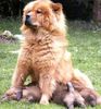 Chow-Chow Foto: 4 Chow-Chows (ID 2773) Chow-Chow Hund
