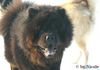 Chow-Chow Foto: Bei Long 2 (ID 28929) Chow-Chow Hund