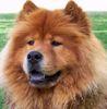 Chow-Chow Hund