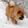 Chow-Chow Foto: Chow-Jungrüde RUSTY (ID 2778) Chow-Chow Hund
