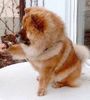 Chow-Chow Foto: Chow-Jungrüde RUSTY (ID 2779) Chow-Chow Hund