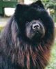 Chow-Chow Foto: 4 Chow-Chows (ID 2772) Chow-Chow Hund