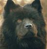 Chow-Chow Hund