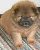 Chow-Chow Foto: Welpe-4 Wochen (ID 2775) Chow-Chow Hund