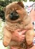 Chow-Chow Foto: Welpe-48Wochen (ID 2776) Chow-Chow Hund