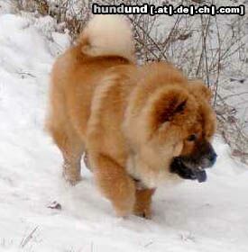 Chow-Chow Hunde Foto 2778 Chow-Chow Chow-Jungrüde RUSTY