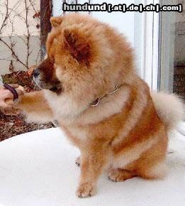 Chow-Chow Hunde Foto 2779 Chow-Chow Chow-Jungrüde RUSTY