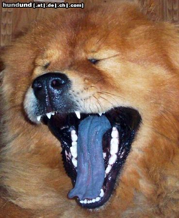 Chow-Chow Shiwa: 