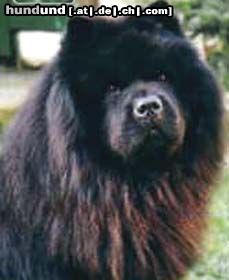 Chow-Chow Hunde Foto 2772 Chow-Chow 4 Chow-Chows