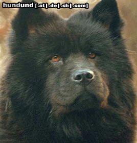 Chow-Chow Hunde Foto 2774 Chow-Chow Tschi-Lu