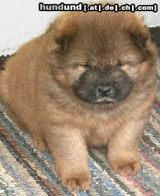 Chow-Chow Hunde Foto 2775 Chow-Chow Welpe-4 Wochen