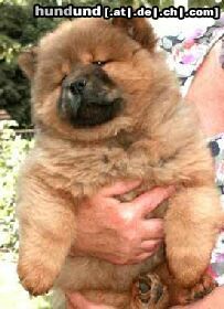 Chow-Chow Hunde Foto 2776 Chow-Chow Welpe-48Wochen