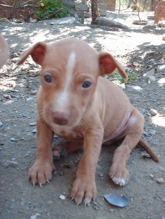 Cirneco dell´ Etna Hunde Foto 42280 Cirneco dell´ Etna Cirneco baby - Keprer