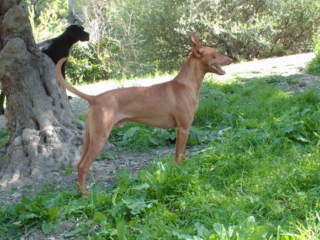 Cirneco dell´ Etna Himhotep