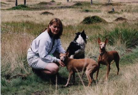 Cirneco dell´ Etna Hunde Foto 860 Cirneco dell´ Etna
