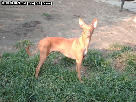 Cirneco dell´ Etna Hunde Foto 45215 Cirneco dell´ Etna CIRNECO DELL'ETNA BAIA DELLE SIRENE