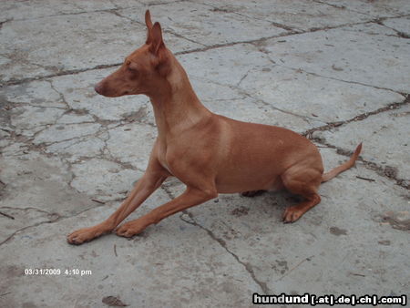 Cirneco dell´ Etna Hunde Foto 45214 Cirneco dell´ Etna CIRNECO DELL\\\'ETNA BAIA DELLE SIRENE