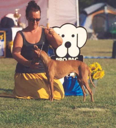 Cirneco dell´ Etna Hunde Foto 863 Cirneco dell´ Etna Olmi