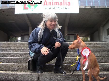 Cirneco dell´ Etna Hunde Foto 15689 in höherer Auflösung ansehen Cirneco dell´ Etna Animalia '04 Lausanne CH