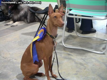 Cirneco dell´ Etna Hunde Foto 15690 in höherer Auflösung ansehen Cirneco dell´ Etna Ausstellung\'04 St. Gallen CH