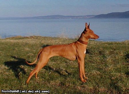 Cirneco dell´ Etna Zisa del Falco Rosso