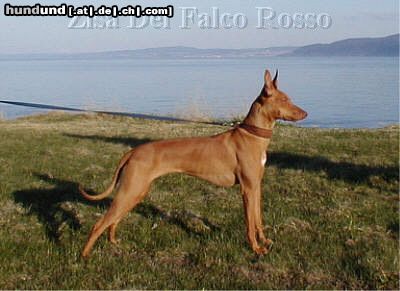 Cirneco dell´ Etna Hunde Foto 11088 Cirneco dell´ Etna Zisa del Falco Rosso