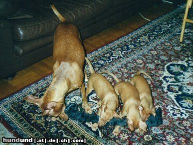 Cirneco dell´ Etna Hunde Foto 22468 in höherer Auflösung ansehen Cirneco dell´ Etna Bambi & Iosono puppies