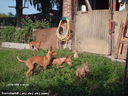 Cirneco dell´ Etna Hunde Foto 45212 Cirneco dell´ Etna CIRNECO DELL'ETNA BAIA DELLE SIRENE