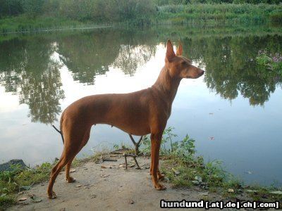 Cirneco dell´ Etna Bambi