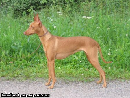 Cirneco dell´ Etna Hunde Foto 26077 in höherer Auflösung ansehen Cirneco dell´ Etna Iosono Mea della Mea
