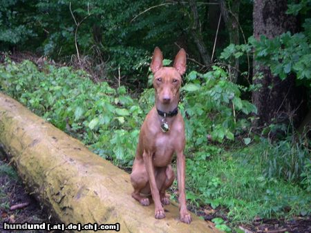 Cirneco dell´ Etna Hunde Foto 15685 Cirneco dell´ Etna Onda