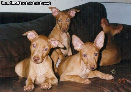 Cirneco dell´ Etna Cirneco puppies