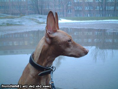 Cirneco dell´ Etna Hunde Foto 26076 in höherer Auflösung ansehen Cirneco dell´ Etna Bambi