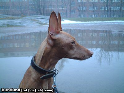 Cirneco dell´ Etna Bambi