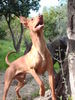 Cirneco dell´ Etna Hund