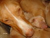 Cirneco dell´ Etna Foto: Cirneco baby (ID 42279) Cirneco dell´ Etna Hund