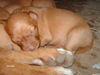 Cirneco dell´ Etna Foto: Cirneco baby (ID 42278) Cirneco dell´ Etna Hund