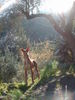 Cirneco dell´ Etna Foto: Icaro (ID 42284) Cirneco dell´ Etna Hund
