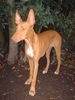 Cirneco dell´ Etna Foto: CIRNECO DELL'ETNA BAIA DELLE SIRENE (ID 45216) Cirneco dell´ Etna Hund
