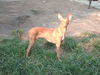 Cirneco dell´ Etna Foto: CIRNECO DELL'ETNA BAIA DELLE SIRENE (ID 45215) Cirneco dell´ Etna Hund